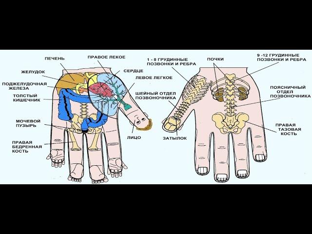 Работа с суставами с применением су-джок терапии.