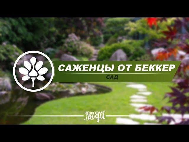 САЖЕНЦЫ ОТ БЕККЕР | УДИВИТЕЛЬНО