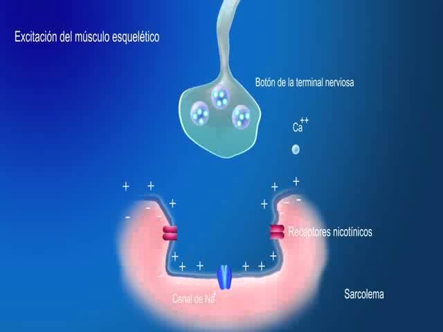 Sinapsis neuromuscular  B  Excitación del músculo esquelético