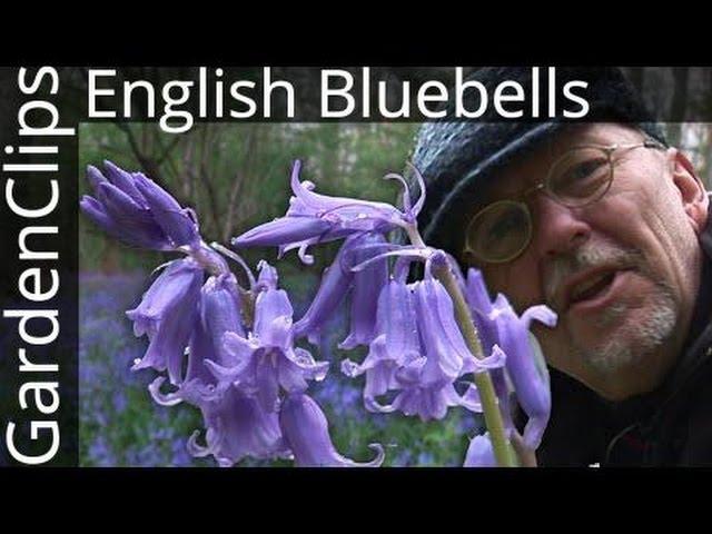 English Bluebells - Hyacinthoides non-scripta - Common Bluebells