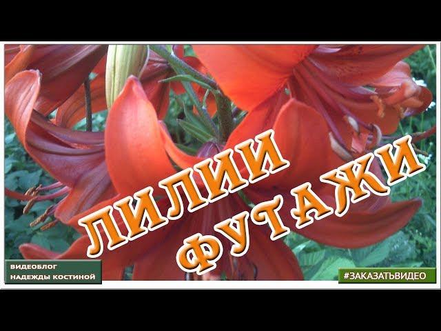  Фоновые  натуральные футажи Лилии  Видеофоны для монтажа HD 