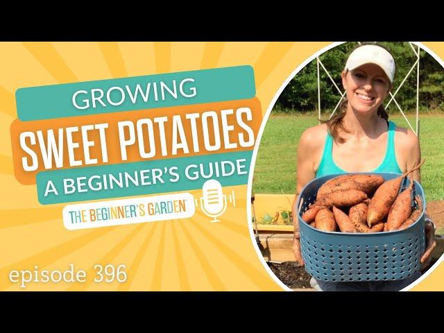 Growing Sweet Potatoes: A Beginner's Guide