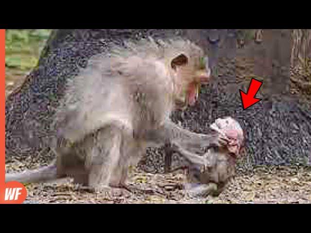 Top 10 Shocking Moments Monkeys Kill Their Babies