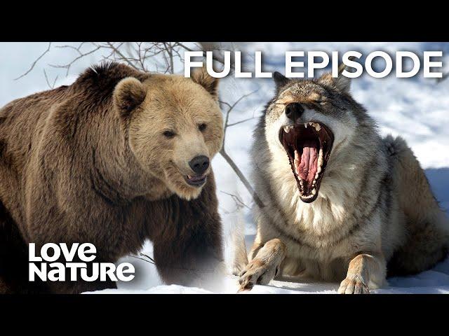 Wolf vs Bear: The Fiercest Predators | Love Nature