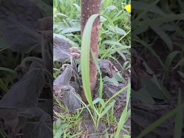 Павлония после возвратных майских заморозков, состоя ние побегов #trees #pavloniya