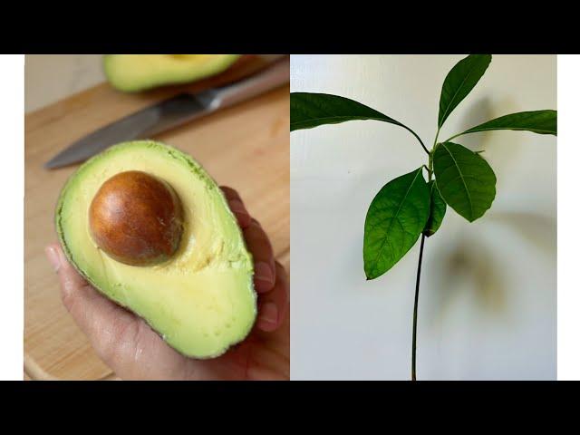 How to grow an avocado plant from a seed .