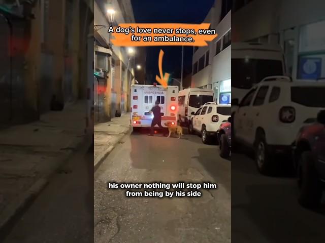 Loyal Dog's Heartwarming Chase Behind Ambulance!  #HeroDog