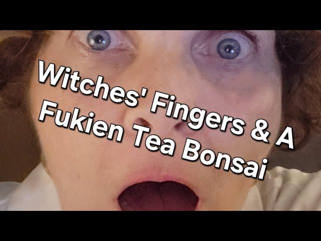 Witches' Fingers & a Fukien Tea Bonsai