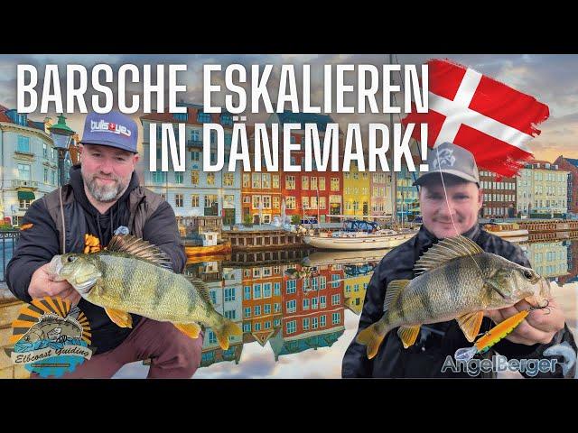 Barsche Eskalieren in Dänemark! Winterangeln Extrem mit Biss auf Biss!