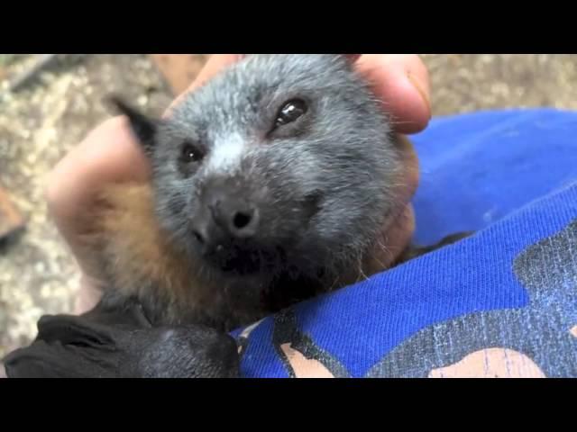 Juvenile bat squeaks while being petted:  this is Jeddah