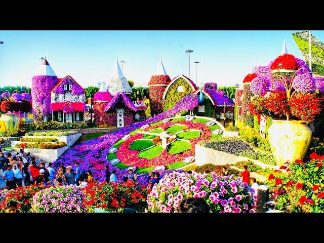 Miracle Garden Dubai || The world's largest natural flower garden #miraclegarden