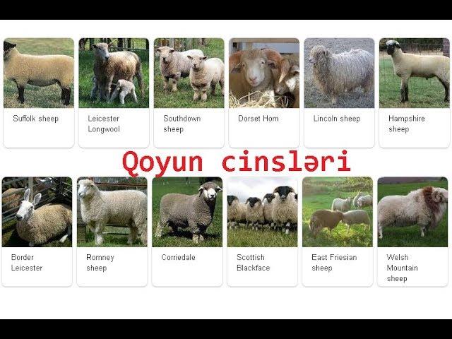 Qoyun cinsləri haqqında