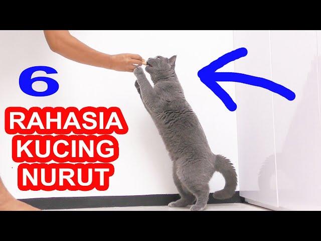 6 CARA MEMBUAT KUCING NURUT KETIKA DI PANGGIL DAN MANJA