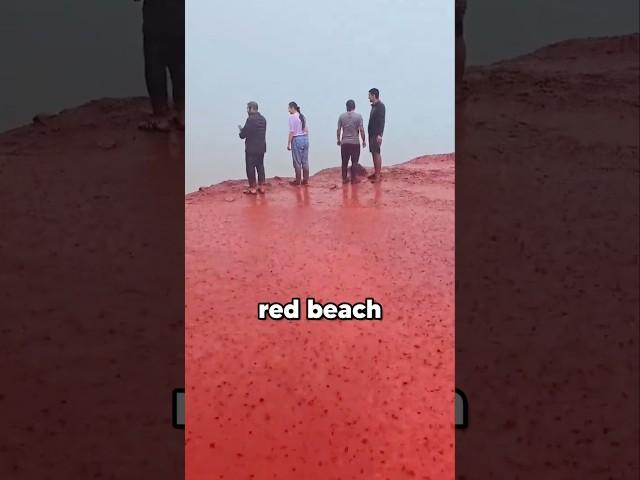 Why Did This Sea Turn RED?! 