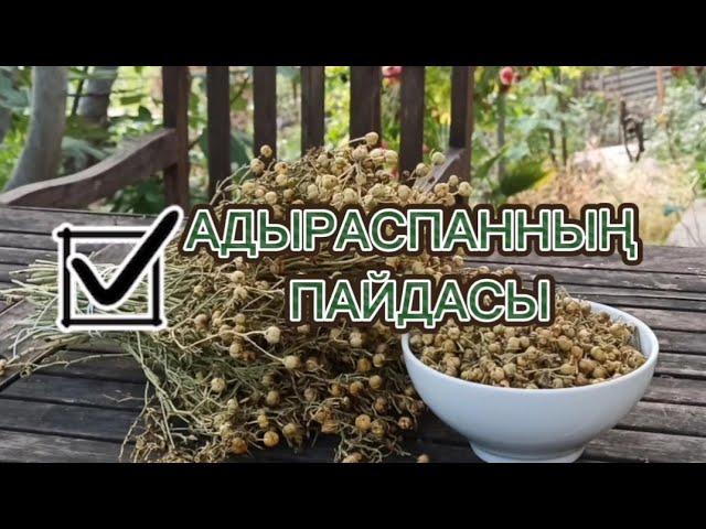 АДЫРАСПАН | АДЫРАСПАННЫҢ СІЗ БІЛМЕЙТІН ЕМДІК ҚАСИЕТІ