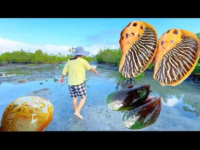 Tropical mangroves hide giant sea snails, mussels and giant peach shrimps #outdoors