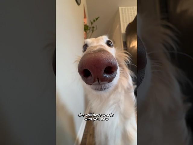 snoot of fate #snoot #silkenwindhound #dogs #fate #choose