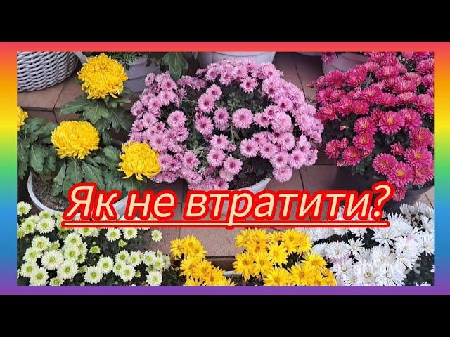 ЩоШКОДИТЬ ХРИЗАНТЕМІне менше ,чим мороз?#українськийконтент #flowers #garden #квіти #plants