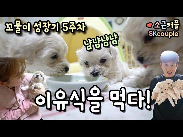 Week 5 after birth of puppies! Eating weaning food! [S.K.Couple][ENG SUB]