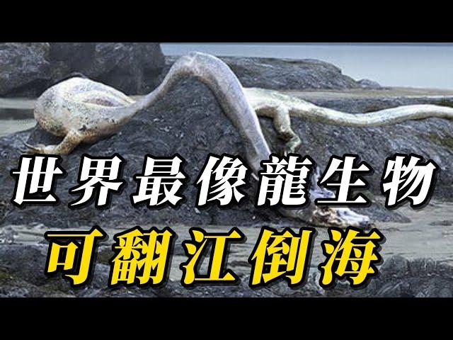 全世界最像龍的10種神秘生物，第十名不吃不喝壽命高達百年！第壹名長15米，翻江倒海造成日本9.0級大地震！#animals #野生动物 #科普 #野生生物 #野生動物 #动物 #涨知识