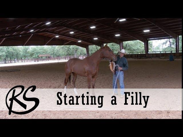 Handling and Starting a Two Year Old Filly