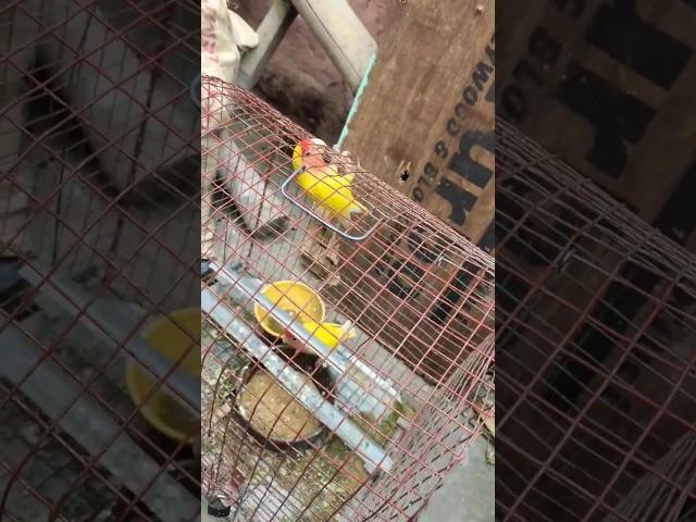 Games for Birds - 7 Ideas to Keep Your Bird Entertained! *ALL BIRDS* #funny #ytshorts #livestream
