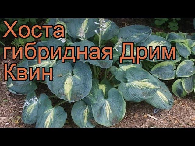 Хоста гибридная Дрим Квин (hosta hybrida dream queen)  обзор: как сажать, рассада хосты Дрим Квин