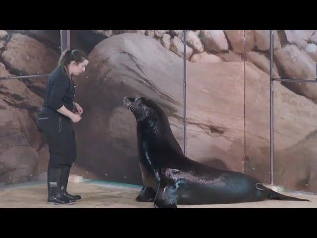 MN Zoo offers showcase for newest sea lion attraction