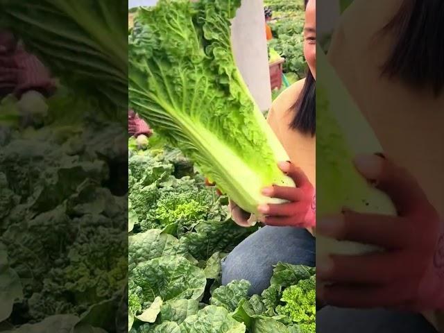 Cabbage harvesting P2 #shorts #farming