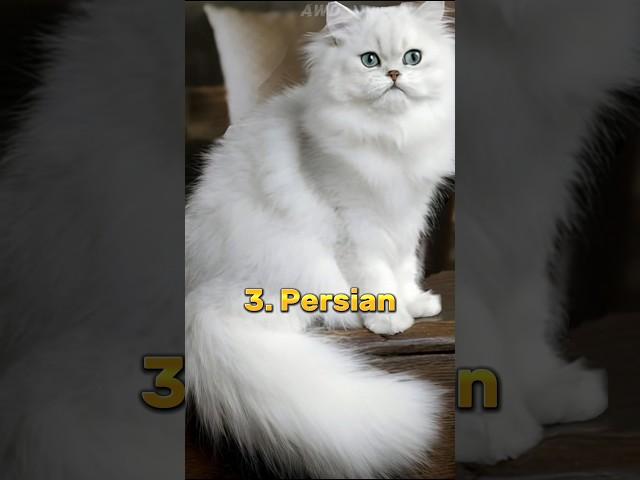 Top 10 Most Beautiful Cat Breeds In The World  | #shorts #beautiful #cat