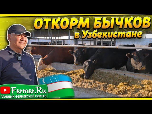 Бизнес по откорму 500 бычков. Абердин-ангус, Микки Маус. Устройство помещения для откорма бычков