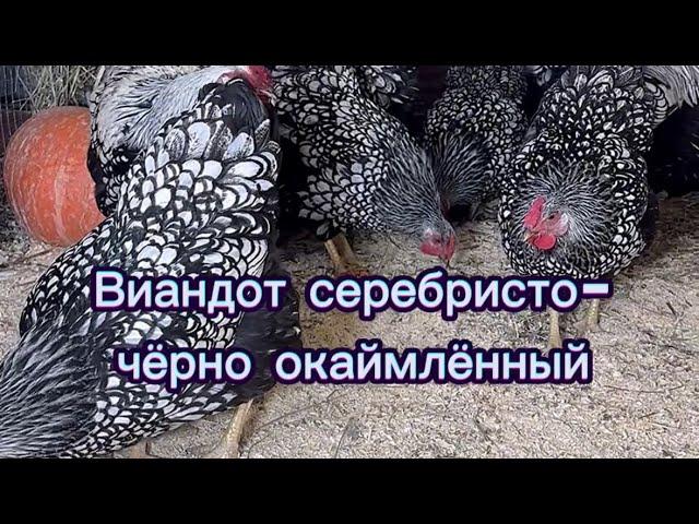 Виандот серебристо-черно-окаймленный Дарьин двор #виандот #куры #дарьиндвор