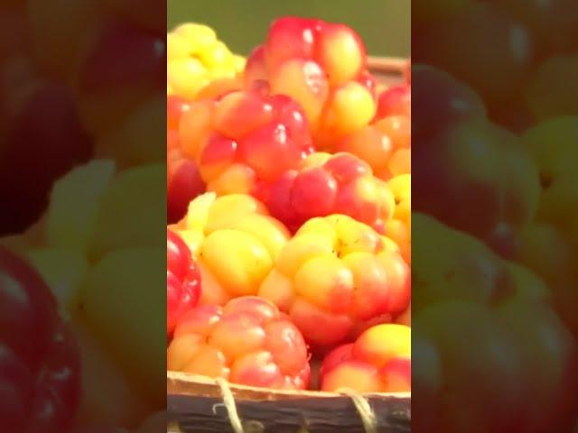  Чем полезна морошка #shorts