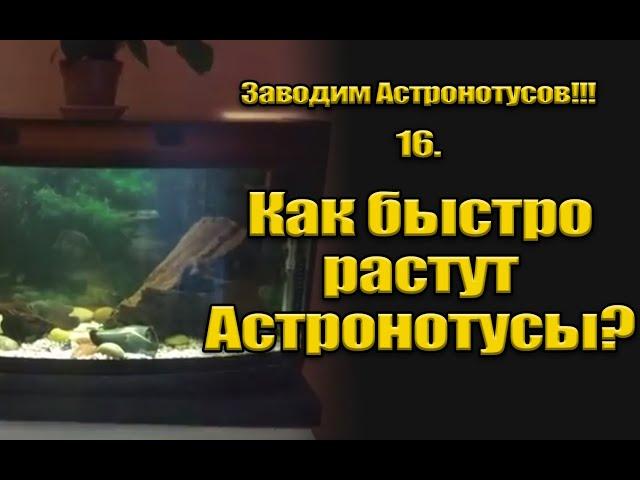 Заводим Астронотусов!!! 16. Как быстро растут Астронотусы