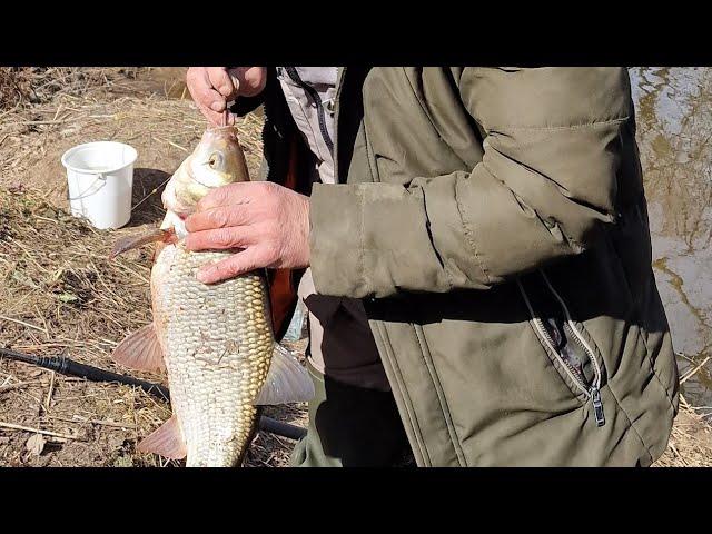 р.Десна продолжает раздавать трофеи  #рыболовтроицк #рыбалка #троицк #fishing #rybolovtroick #язь