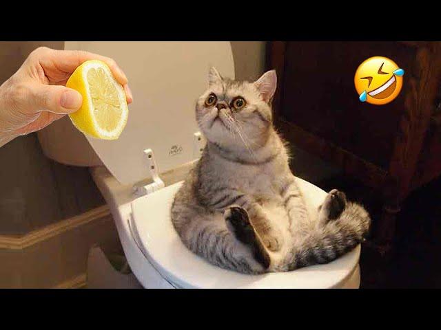 Funniest Animals 2023  Funny Cats and Dogs Videos  Part 524