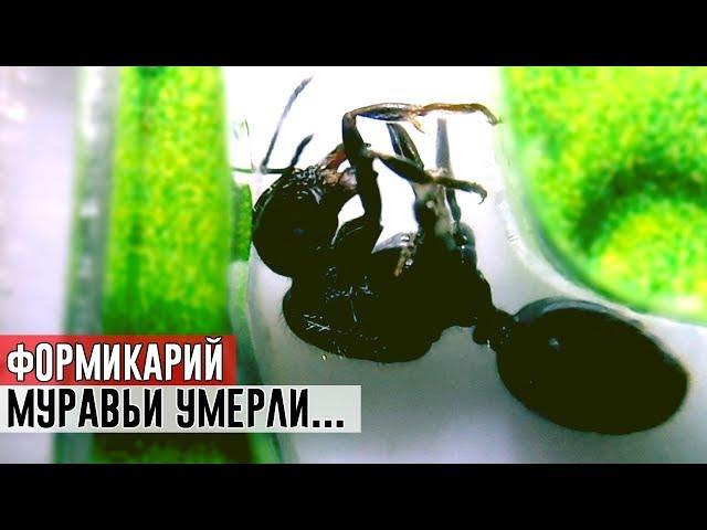 СЛУЧИЛОСЬ УЖАСНОЕ, МУРАВЬИ В ФОРМИКАРИИ УМЕРЛИ...