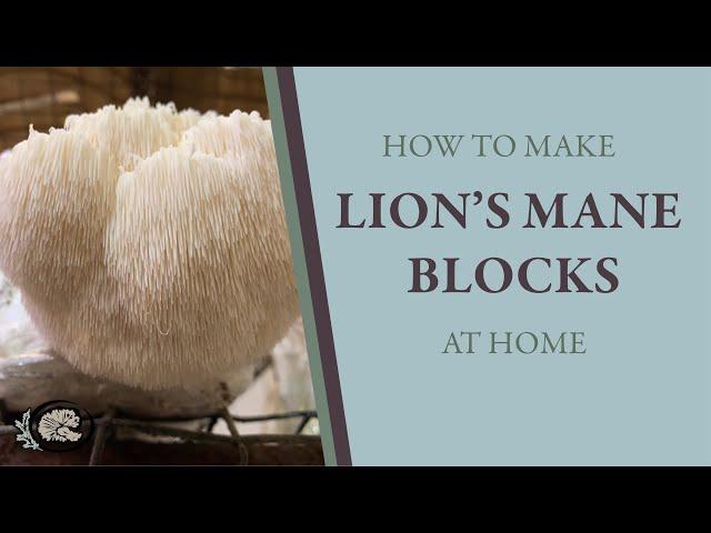 How to Make Your Own Lion's Mane Mushroom Blocks at Home