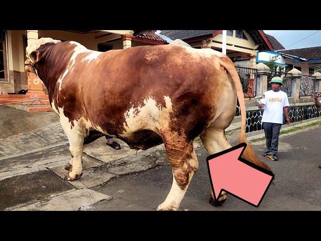 100 juta ️Sapi raksasa kelas kontes p1 jadi rebutan bos barat