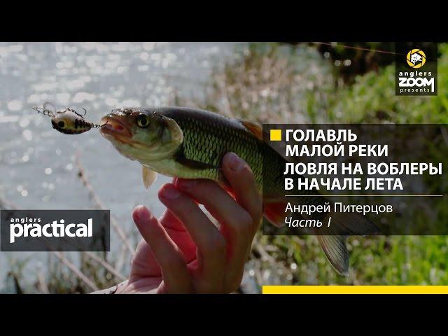 Голавль малой реки. Ловля на воблеры в начале лета.Андрей Питерцов.Anglers Practical