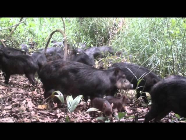 Capítulo 3 | Corazón del monte: la selva Lacandona