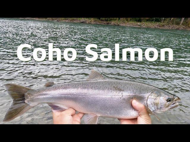 Fishing for Coho Salmon on the Skagit River in the Cascade Foothills