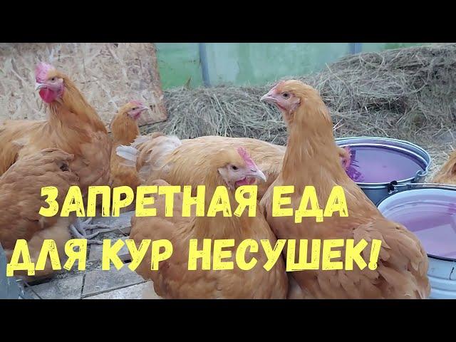 ЧЕМ НЕЛЬЗЯ КОРМИТЬ КУР