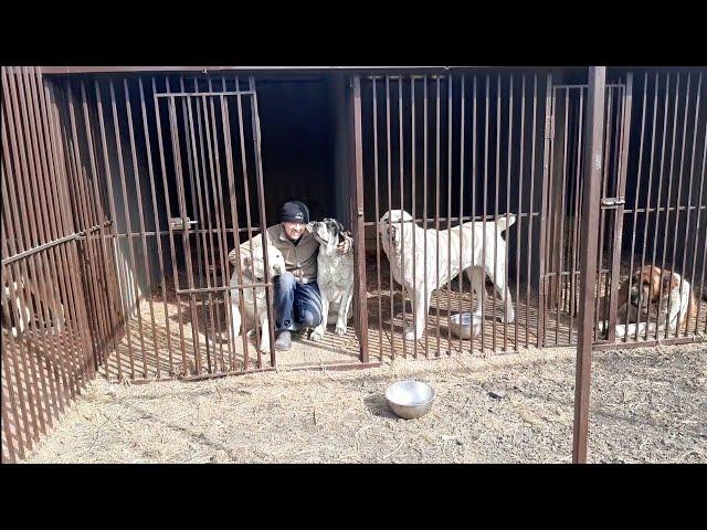 Бугай Алабай. Туран и Эрлен крупным планом. 6 месяцев.