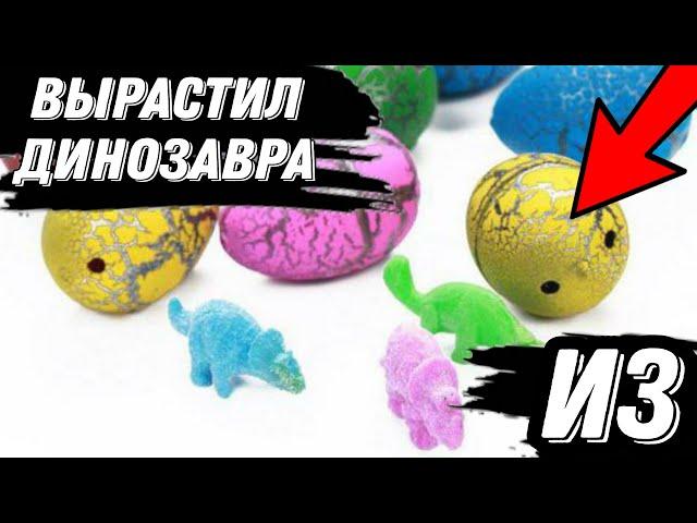 ВЫРАСТИЛ ДИНОЗАВРА ИЗ ЯЙЦА С ALIEXPRESS / ИГРУШКИ РАСТУЩИЕ В ВОДЕ / РАСПАКОВКА ПОСЫЛОК С АЛИЭКСПРЕСС