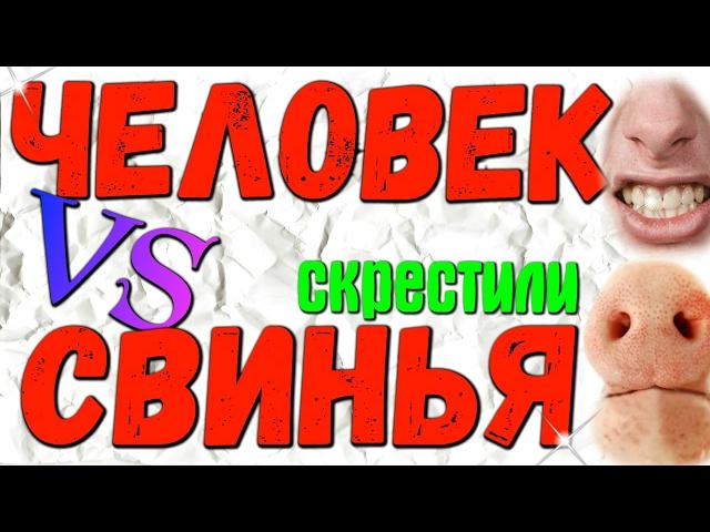 Человека Скрестили Co Свиньей. Впервые В Истории. ГИБРИД Человека и Свиньи ! Жесть Полная