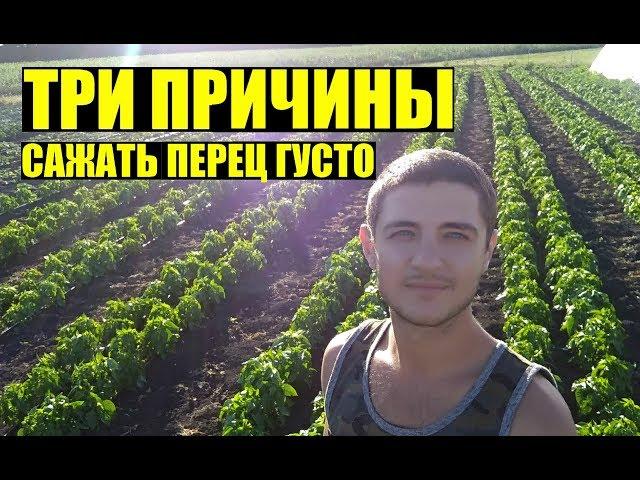 Почему сажаем перец так ГУСТО? и по два в одну лунку / Why do we plant pepper so THICKLY? (Eng sub)