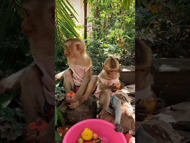 Baby monkey eating fruit #monkeydluffy #monkeysr #monkeychallenge #babymonkey #monkeyvideo #monkey