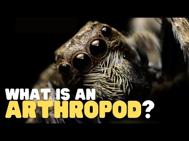 What Is an Arthropod? | Teach your kids about this curious group of animals