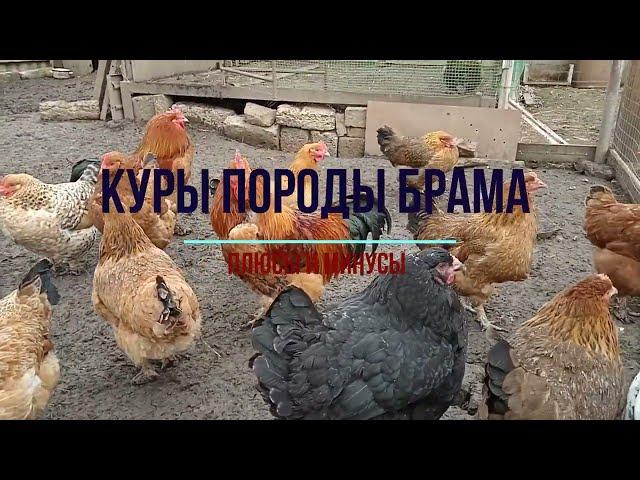 Куры породы брама: плюсы и минусы